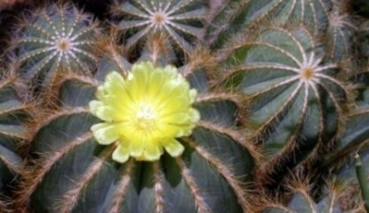 Jeden kaktus s květem mezi ostatníma 