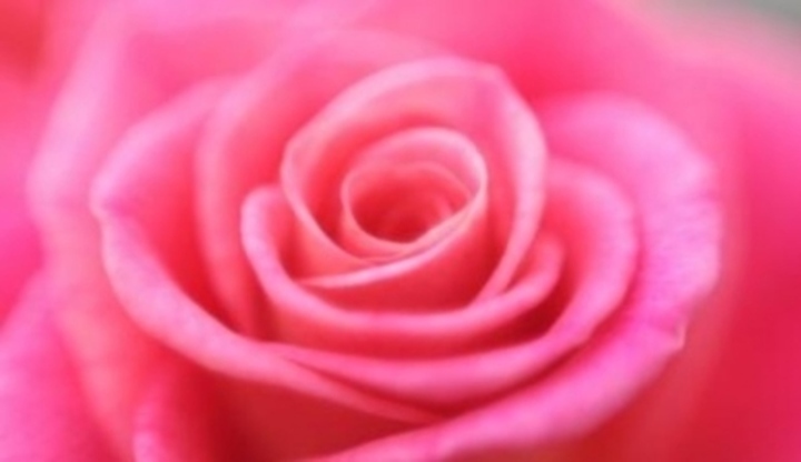 Květ růžové růže