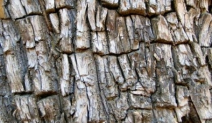 Rozpraskaná kůra stromu 