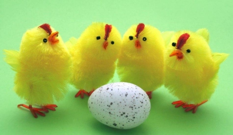 Čtyři žluté kuřátka s vejcem