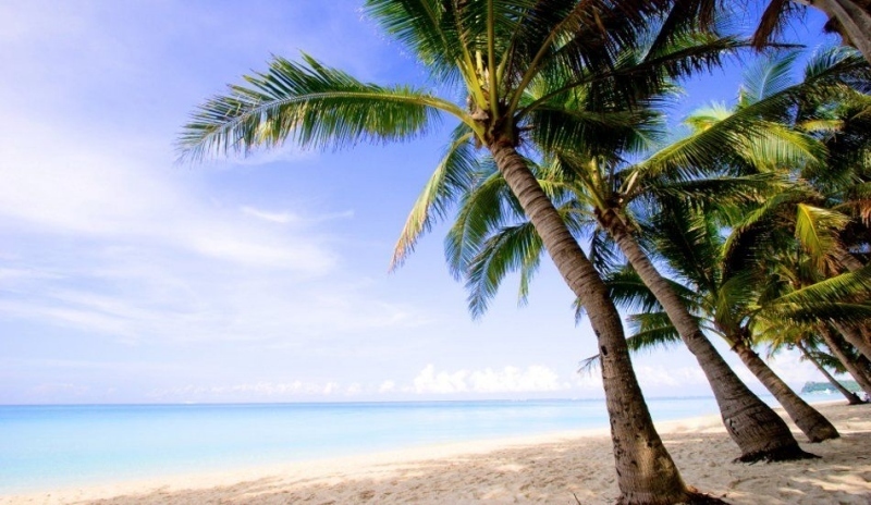 Palmy na písečné pláži 
