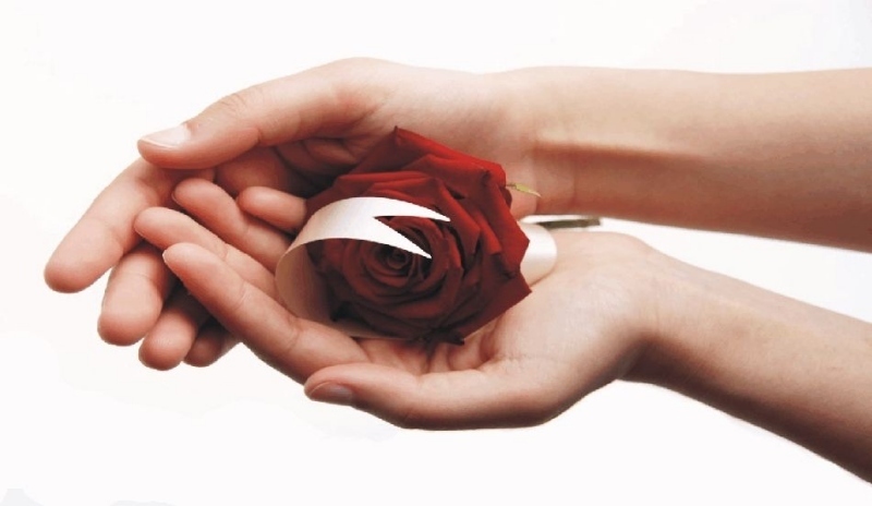 Květ růže v dlaních 