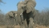 Sloni v Africe 
