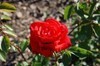 Květ rudé růže 