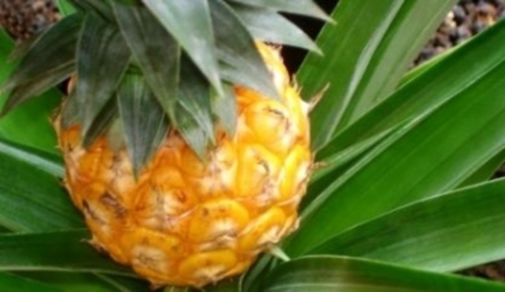 Plod ananasu 