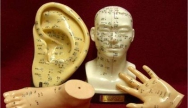 Model hlavy,končetin a ucha