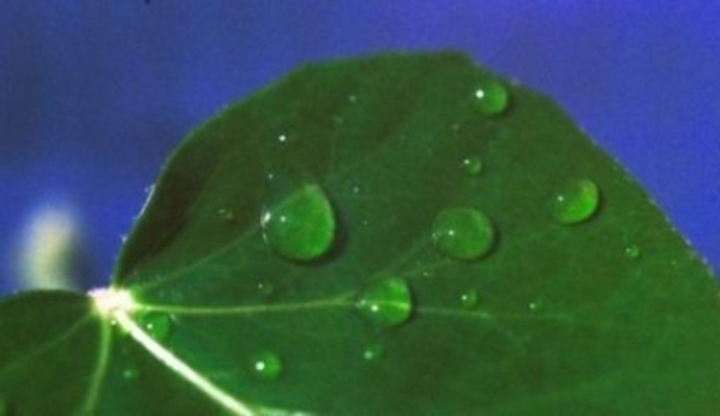 Zelený list s kapkami vody