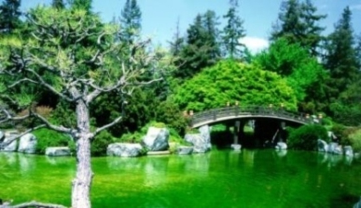 Zelená zahrada s malým mostem 