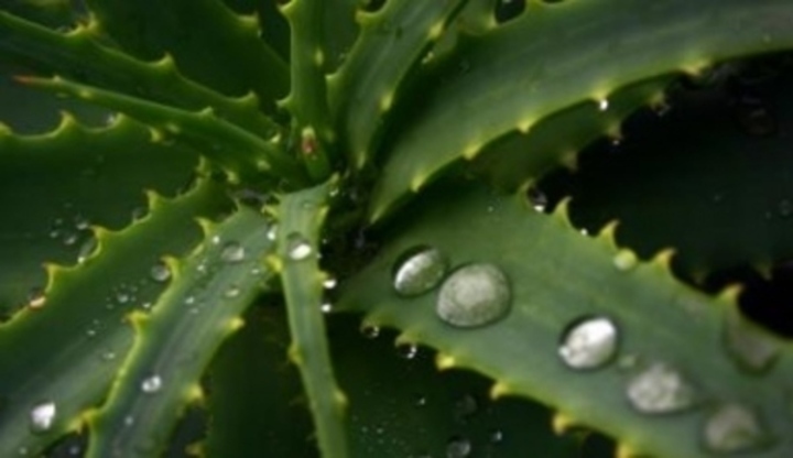 Aloe vera s kapkami vody