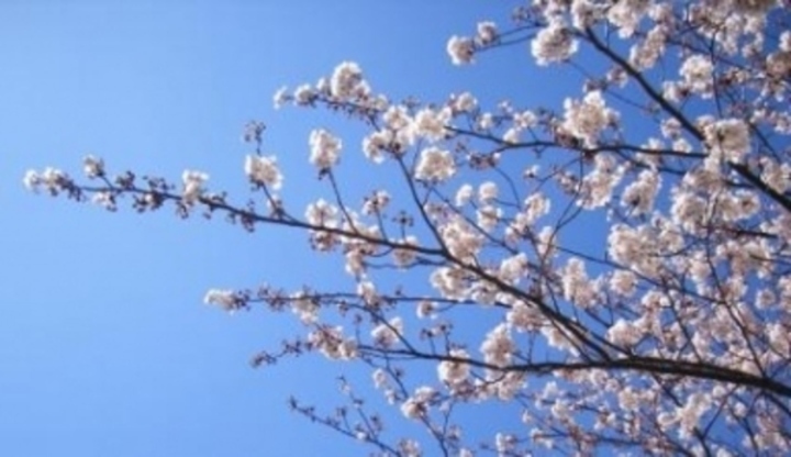 Bílé květy na stromech