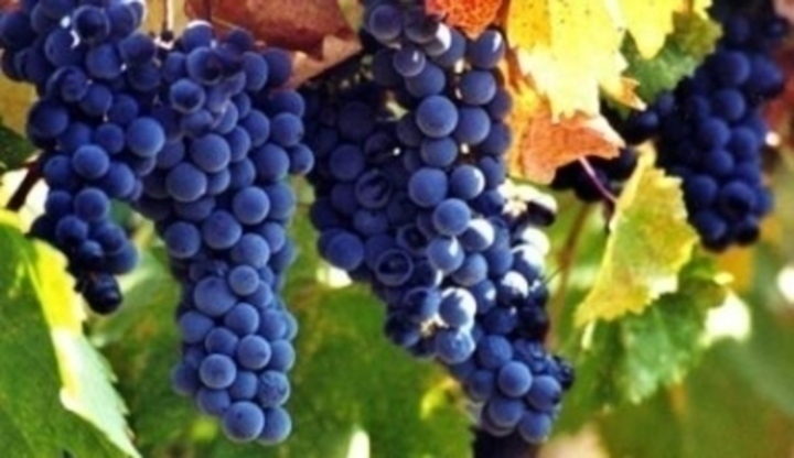 Trsy modrého hroznového vína
