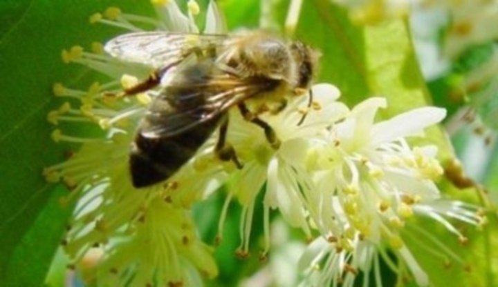 Včela sedící na květu 