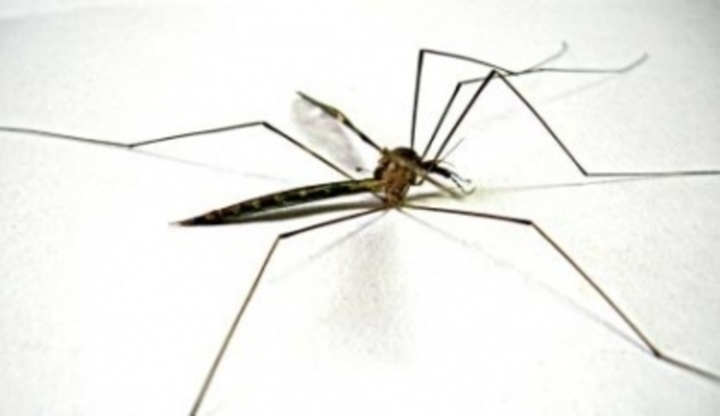 Komár s dlouhýma nohama 