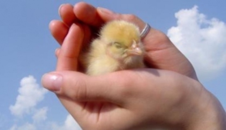 Malé kuře v dlani 