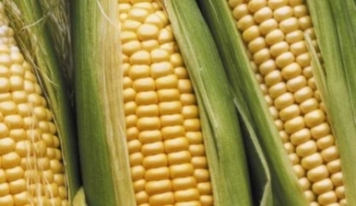 Rozevřené klasy kukuřice 