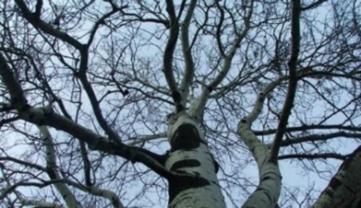 Koruna stromu 