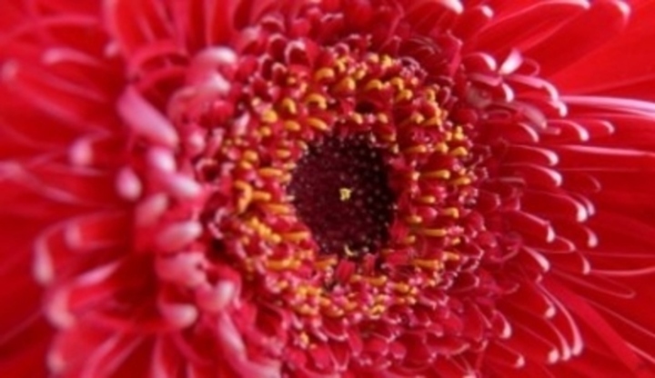 Květ červené gerbery