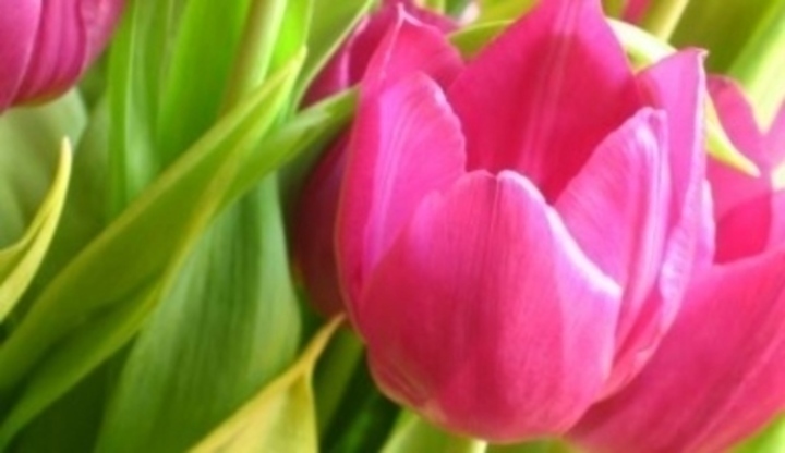 Rozkvetlé růžové tulipůány