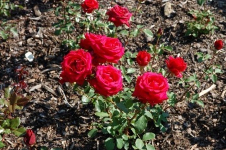 Keř s rudými růžemi 