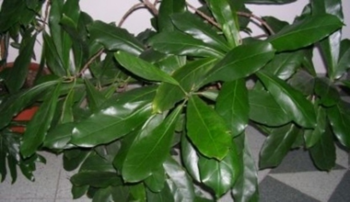 Zelené listy fíkusu