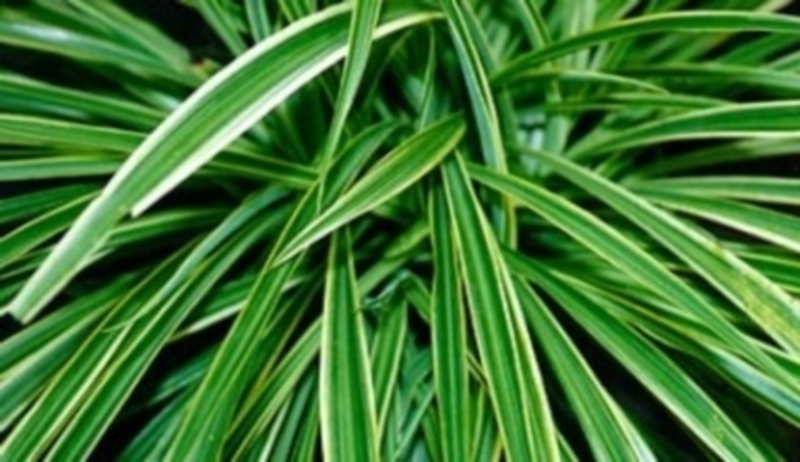 Rostlina zelenec páskatý 