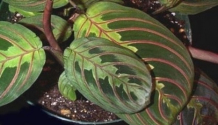 Rostlina zvaná marantha leuconeura