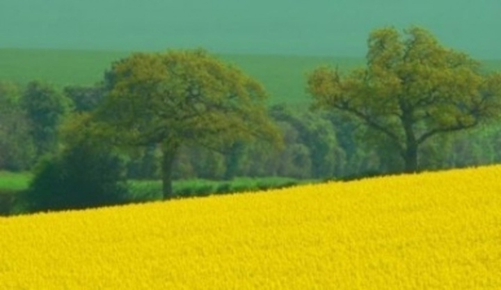 Žluté pole se stromy 