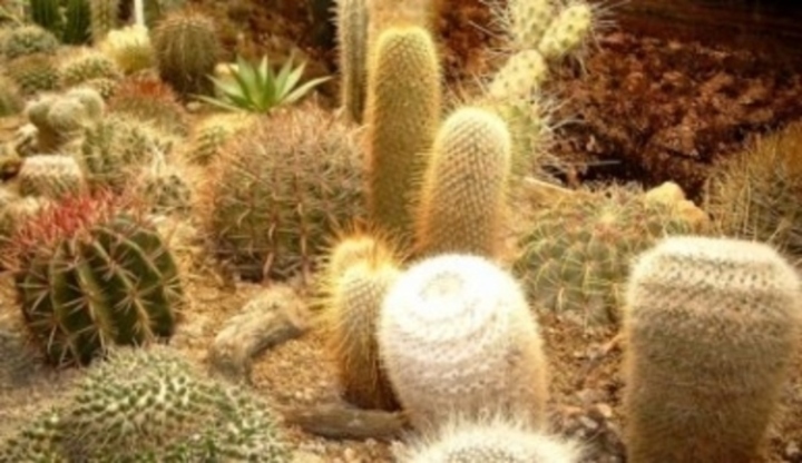 Různé druhy kaktusů