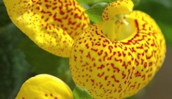 Žlutá květina zvaná Pantoflíček 