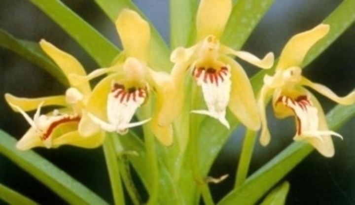 Květy orchideje zvané Coelogine