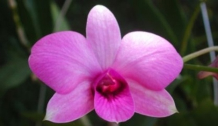 Květ růžové orchideje