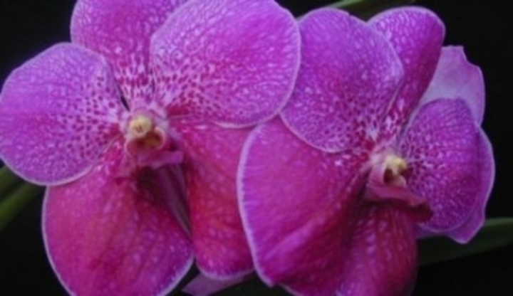 Květy fialové orchideje