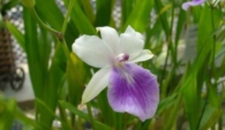 Květ bílo-fialové orchideje