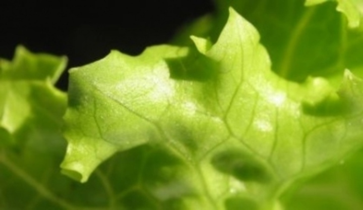 List hlávkového salátu