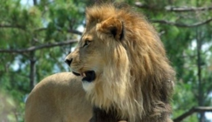 Lev s otevřenou pusou ohlížející se dozadu 