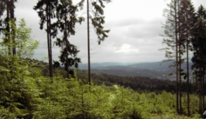 Jehličnatý lesík s výhledem na okolí