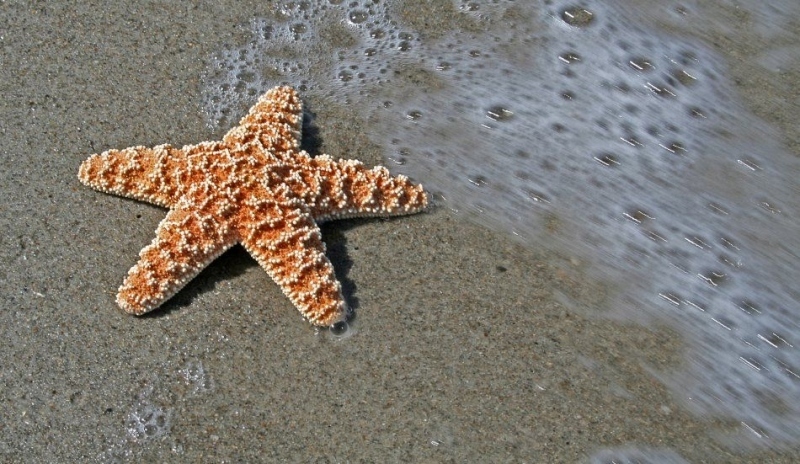 Hvězdice na písečné pláži 