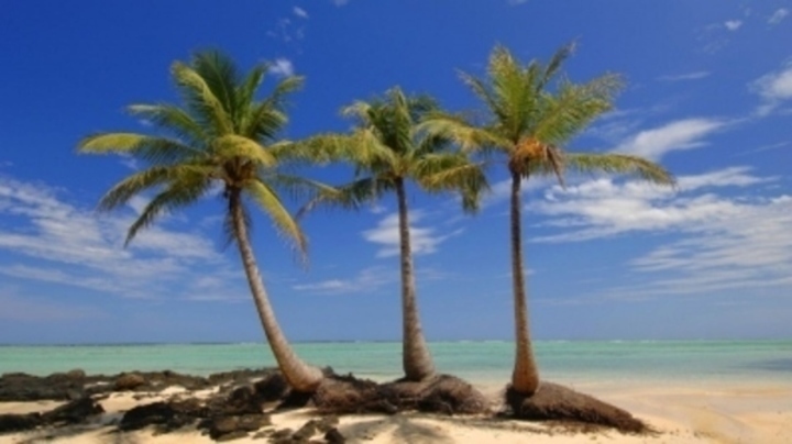 Palmy na Madagaskaru