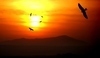 Letící ptáci při západu slunce 