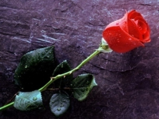 Poupě rudé růže 