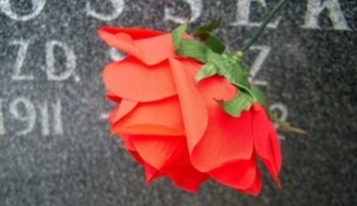 Růže na náhrobním kameni 