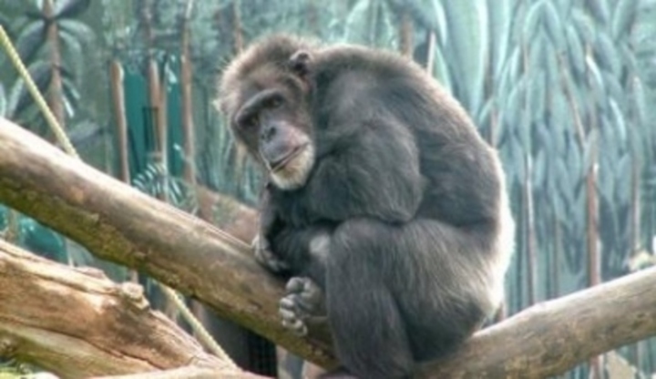 Šimpanz sedící na stromě 