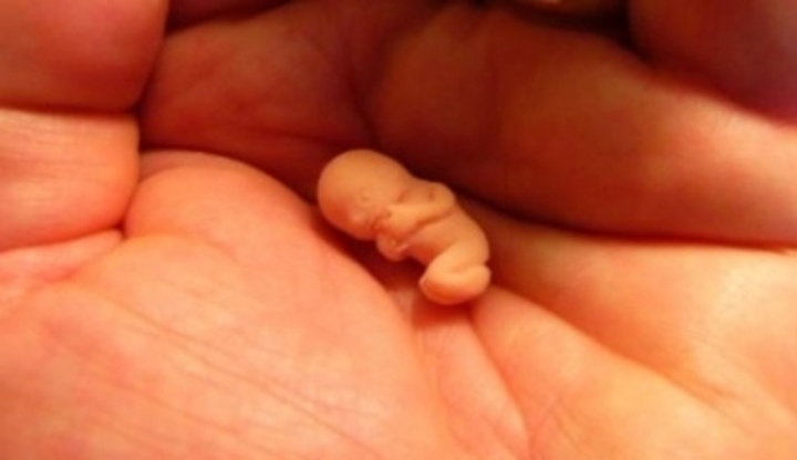 Embryo dítěte ležící v dlani 