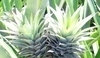 Listy na plodech ananasu 