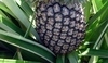 Plod ananasu