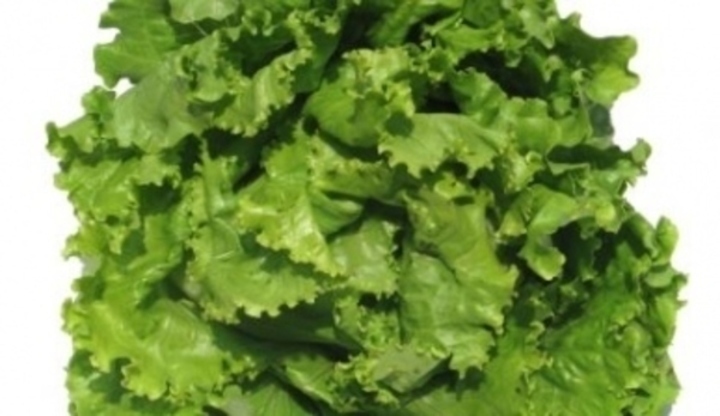 Listy hlávkového salátu