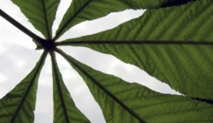 List rostliny zvané marihuana 