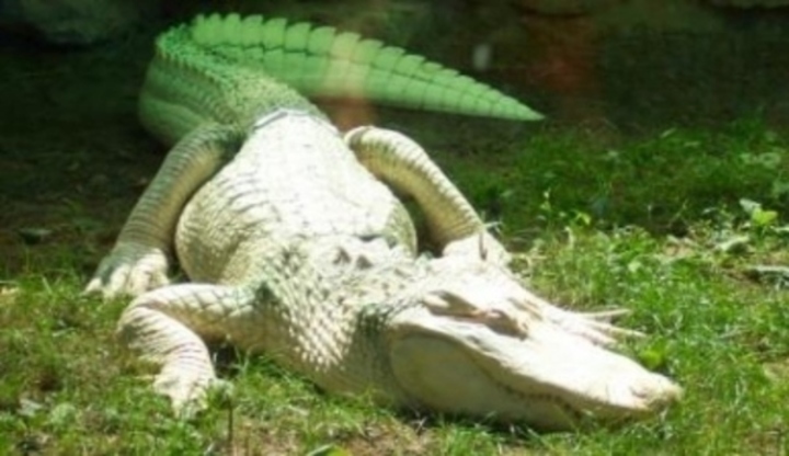 Bílý krokodýl plazící se po zemi 