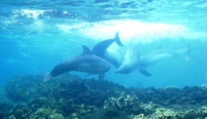Delfíni plující pod vodou 