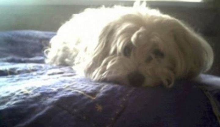 Maltézský psík ležící na posteli 